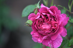 My rose 32
