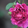 My rose 32