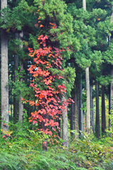 燃ゆる山漆