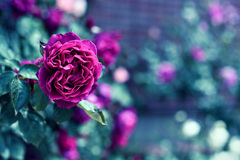 My rose 10