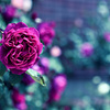My rose 10
