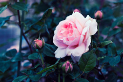 My rose 9