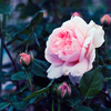 My rose 9