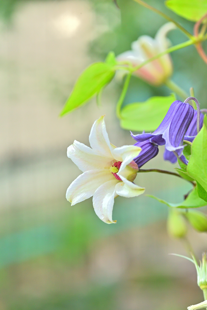 クレマチス プリンセスケイト＆ロウグチ