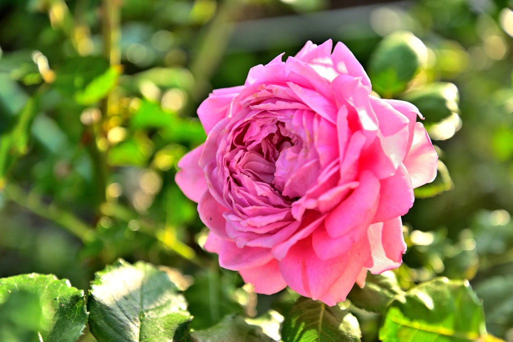 咲き進むバラたち 34