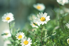 花言葉は冬の足音 ①