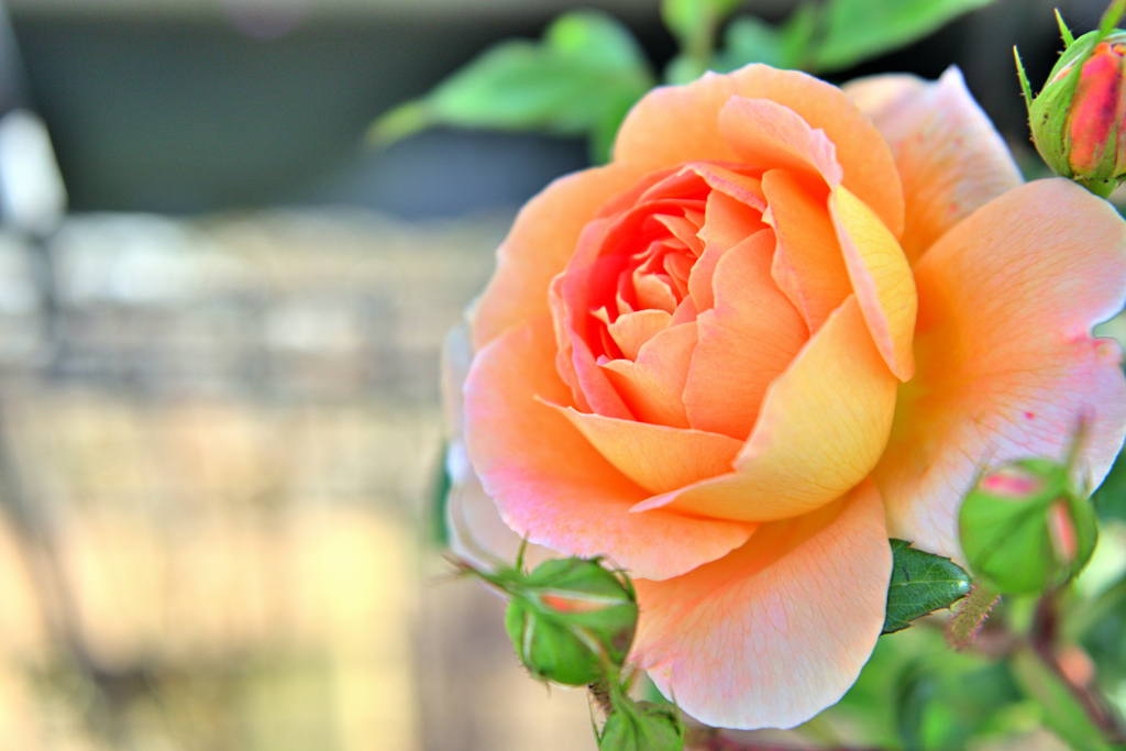 パットオースチン