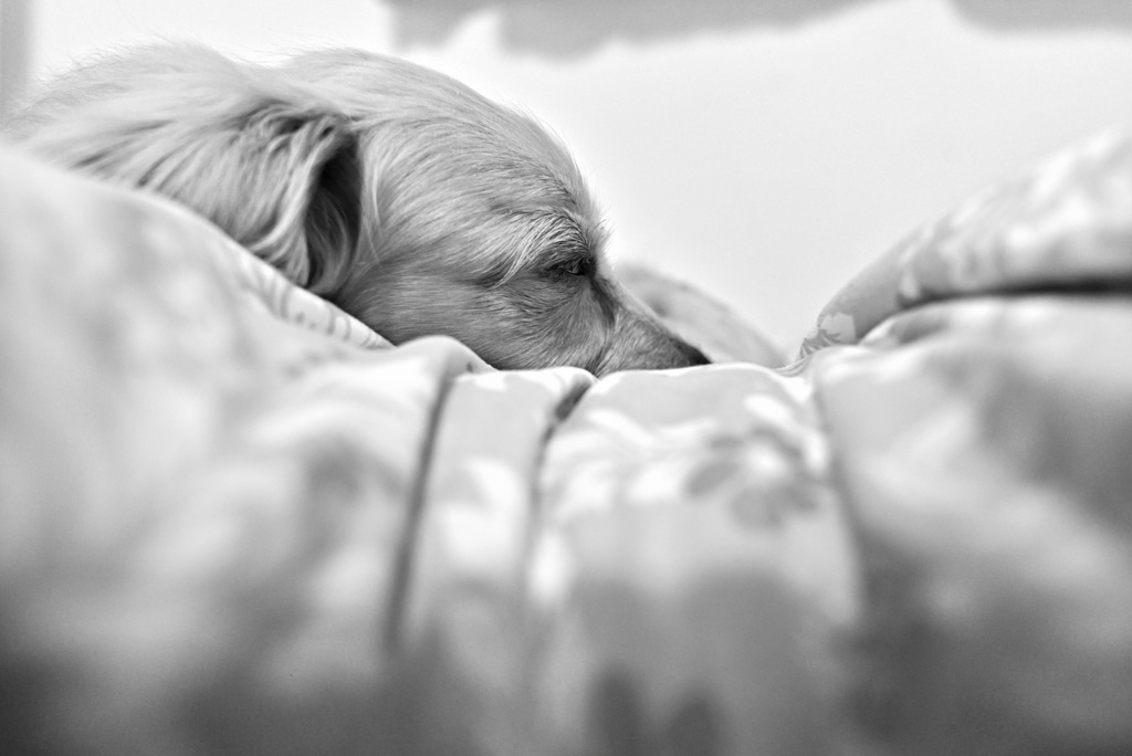 おやすみ、婆ーば