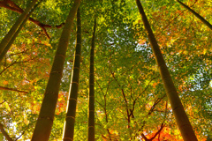 竹林の秋