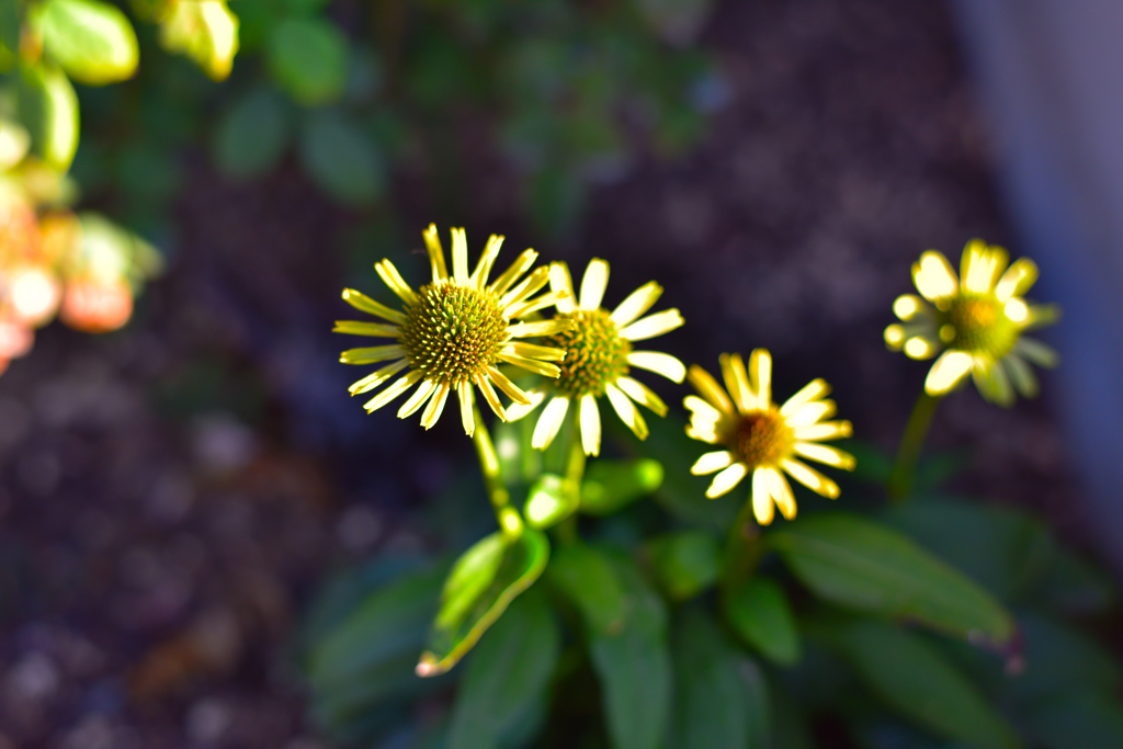晩秋に似合わない夏の花