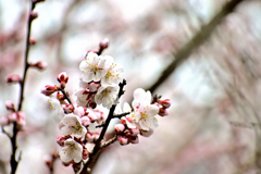Spring has come! ⑰