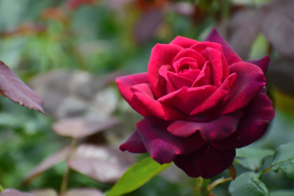 咲き進むバラたち 28