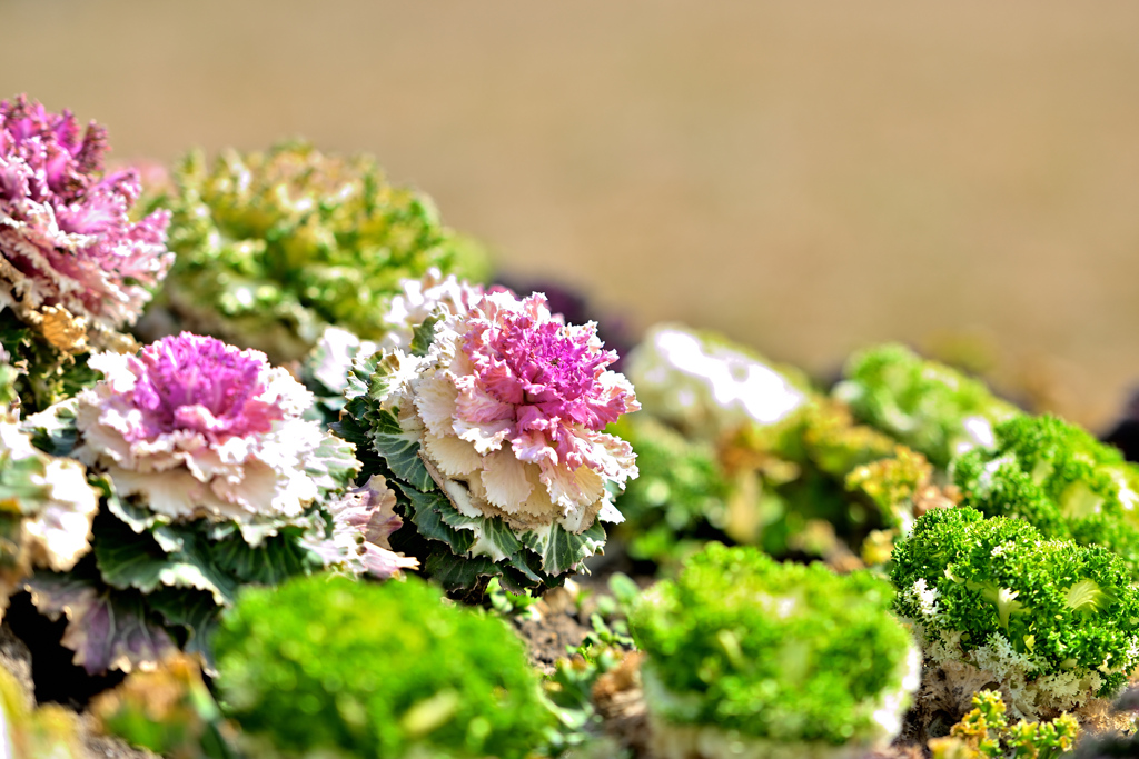 ガーデンカメラ