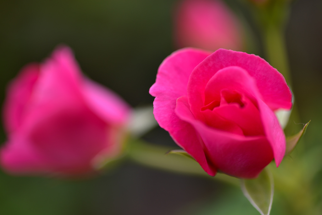 秋バラが咲いた　5