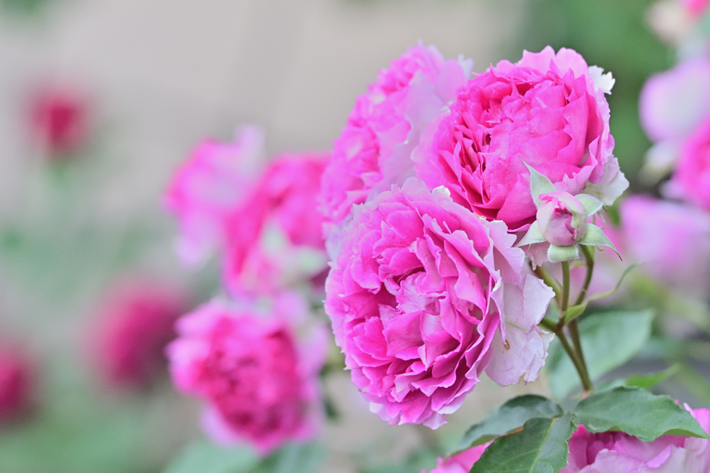 咲き進むバラたち ⑩