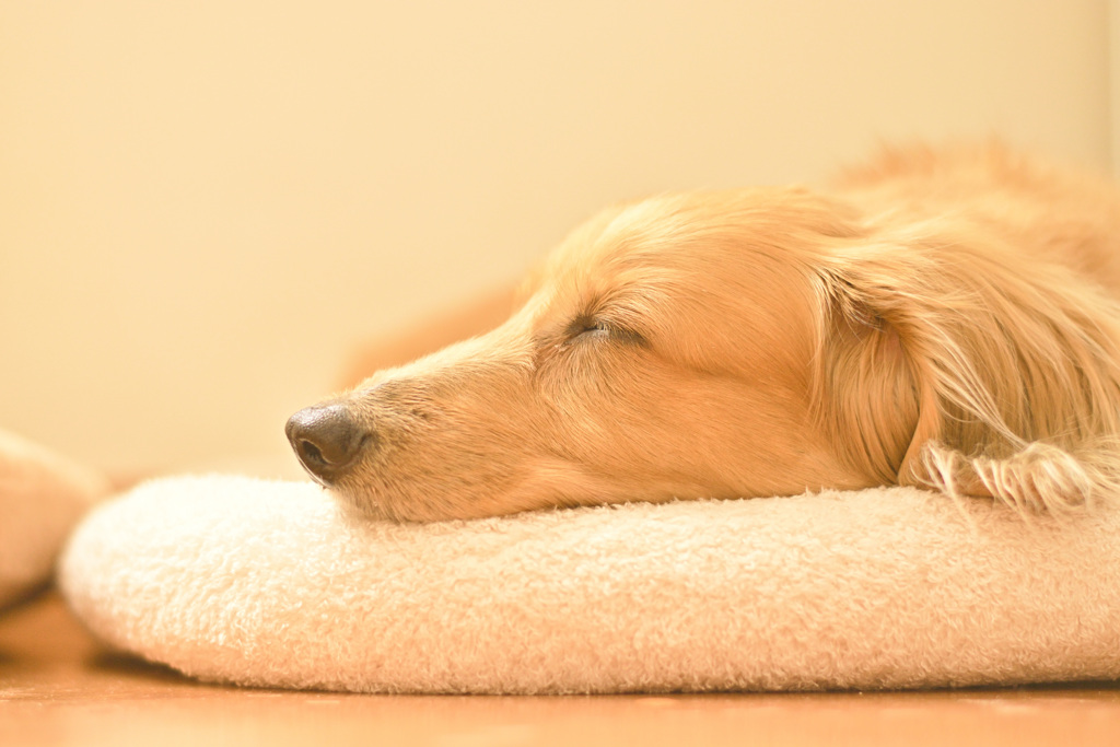 日曜日はダックス