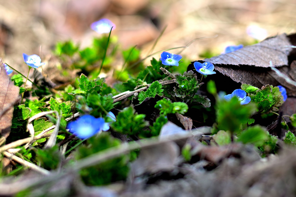聖女ベロニカの草