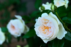 My rose 7