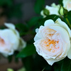 My rose 7