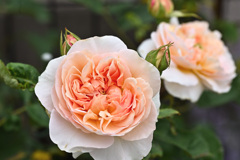 My rose 12