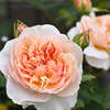 My rose 12