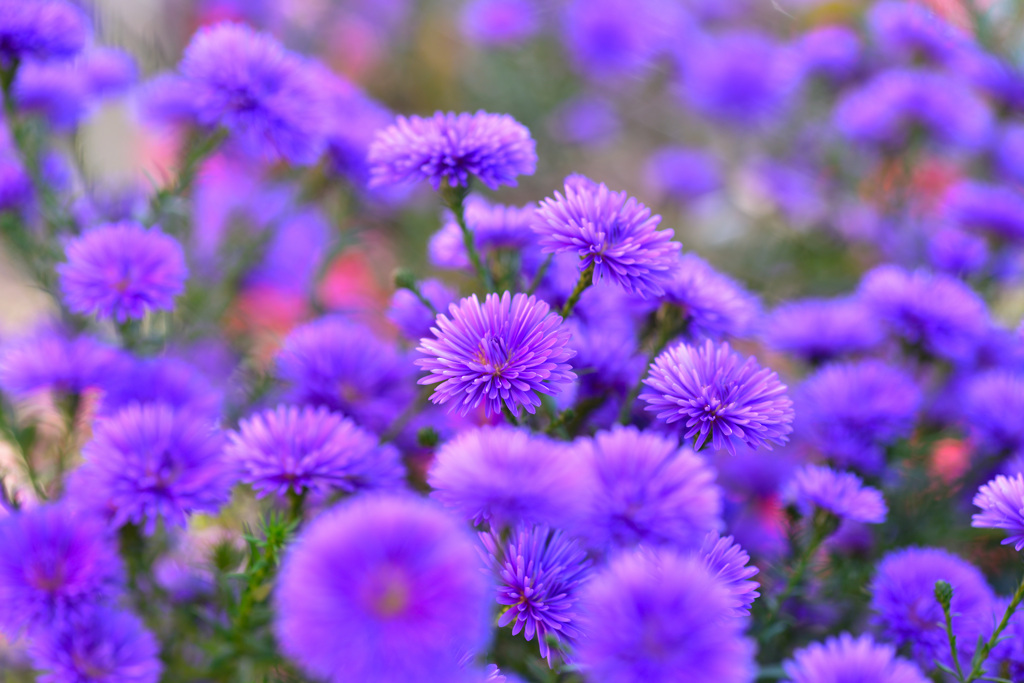 紫が押し寄せる