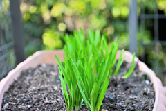 ガーデンカメラ