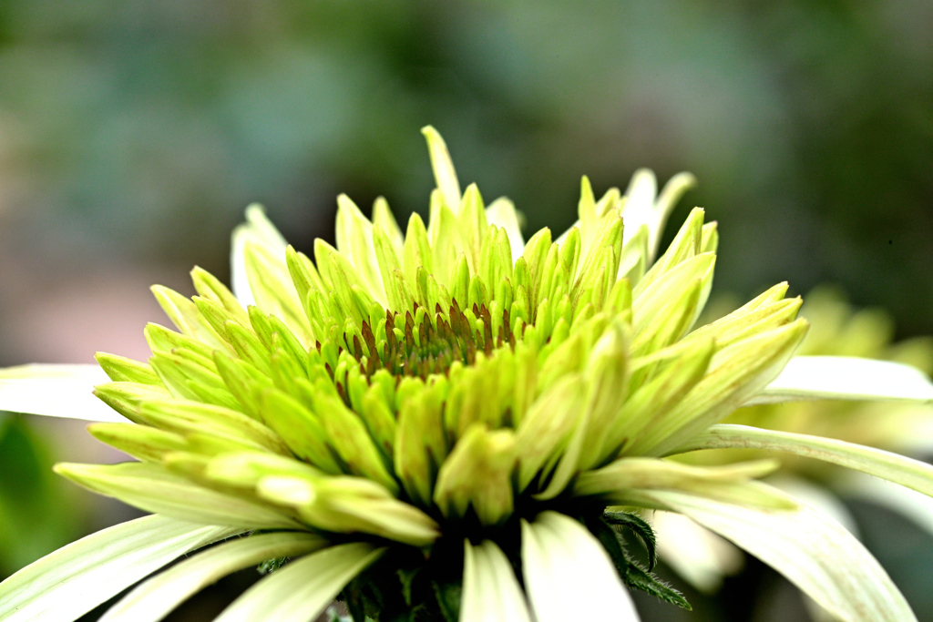 エキナセア チェリーフラブ 2