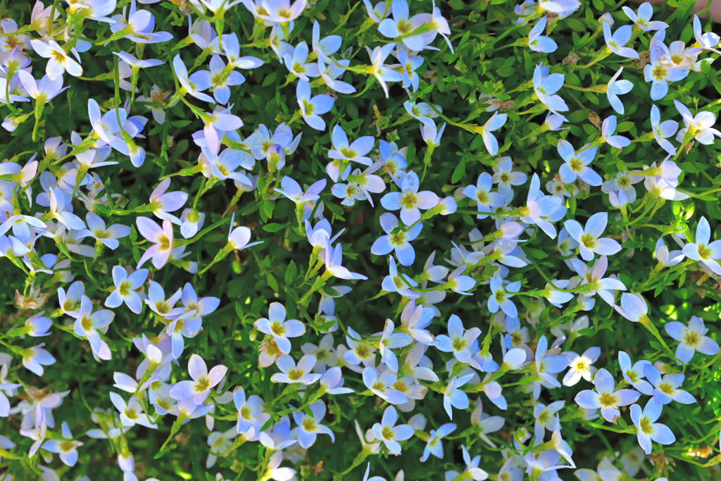 本領発揮のヒナソウ