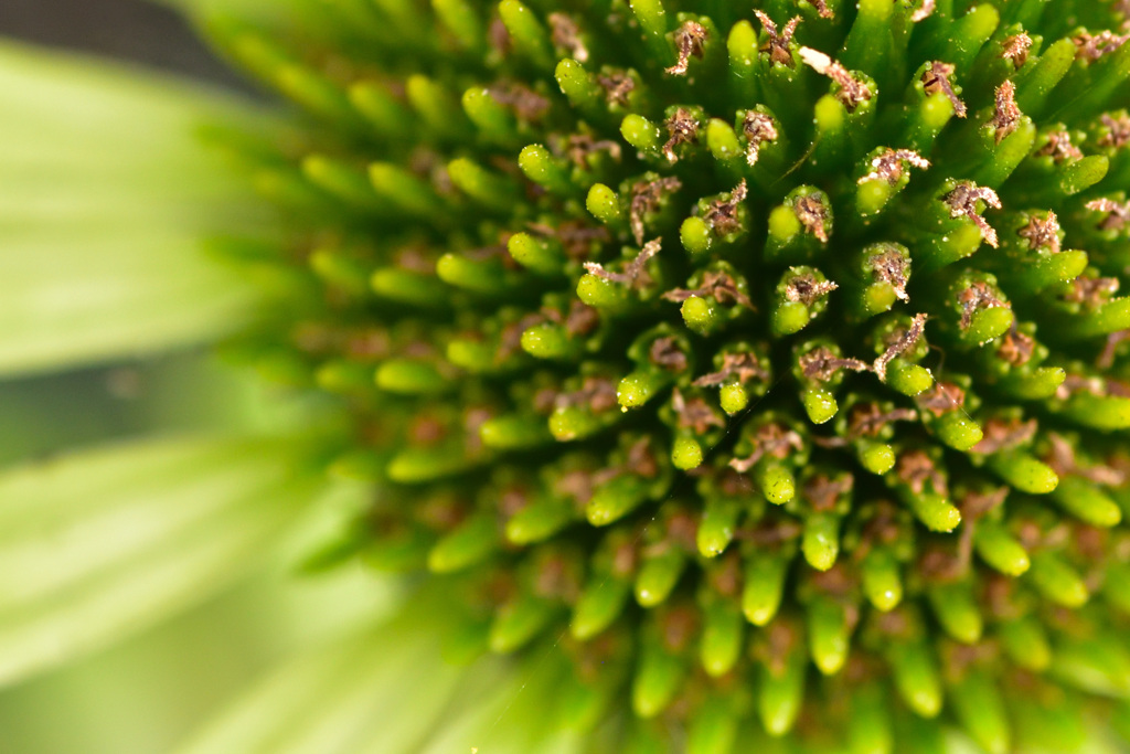 マクロチックに