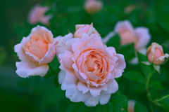 咲き進むバラたち ⑥