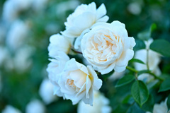 My rose 36