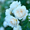My rose 36