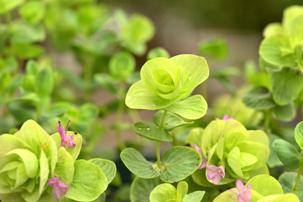 オレガノ ミルフィーユリーフ