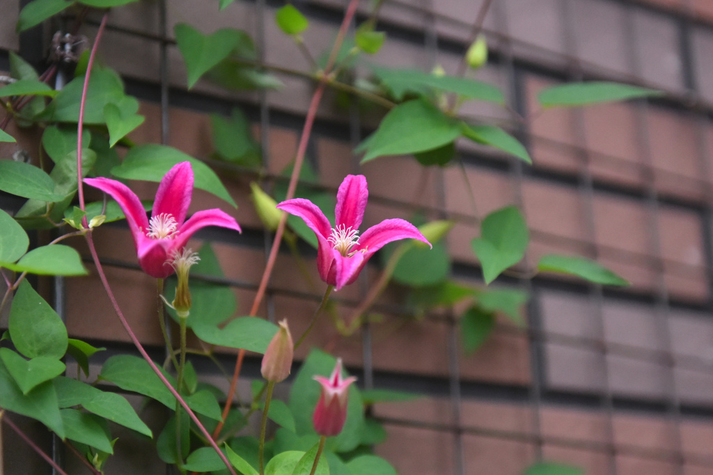 定番クレマチス