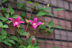 定番クレマチス