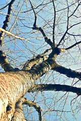 凍て空を拓く寒桜