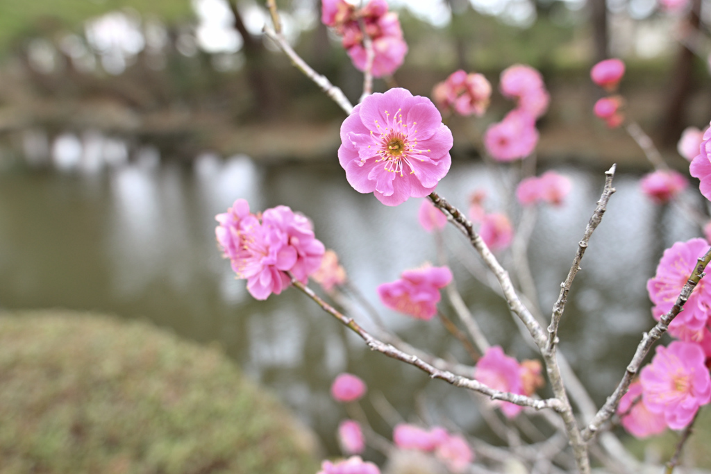 梅咲く水辺 ①