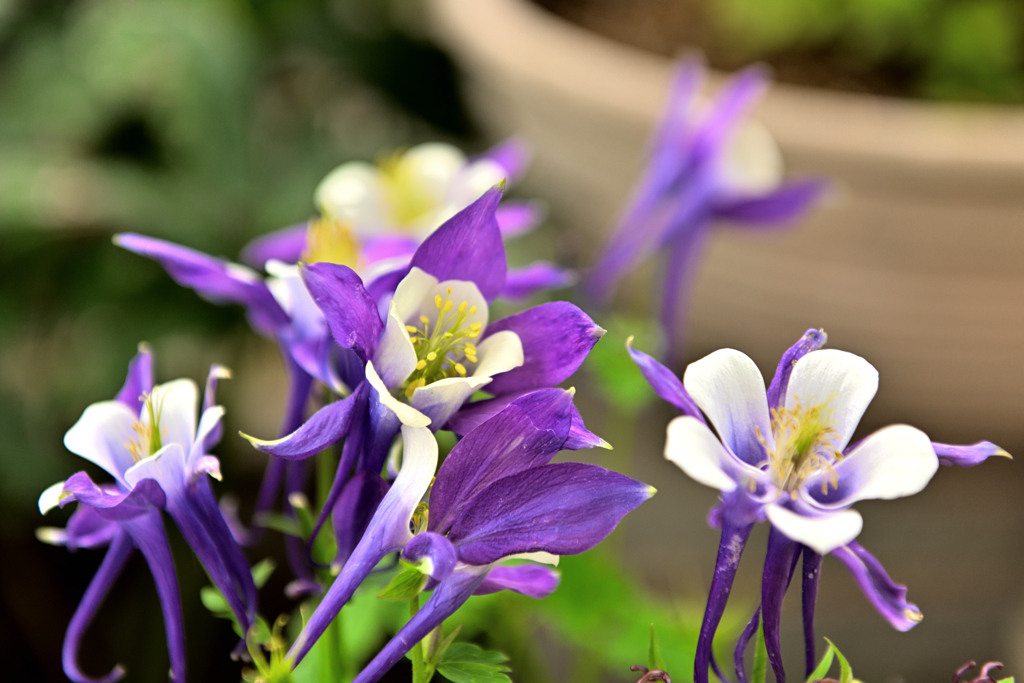 新種のクリオネ、群れるが如し