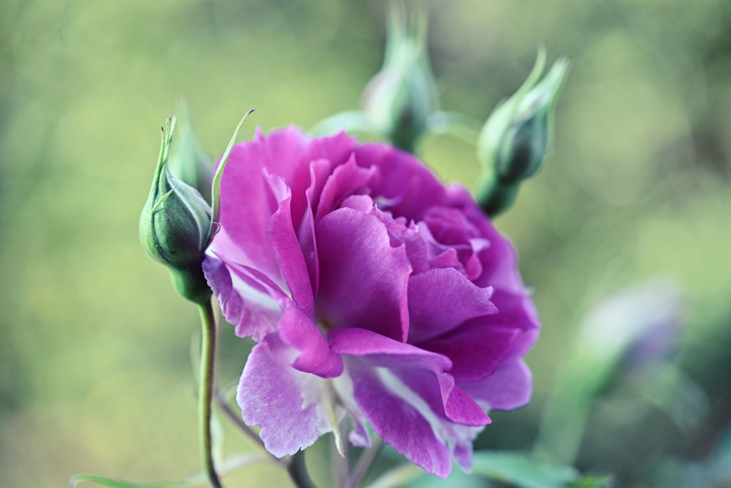My rose 2