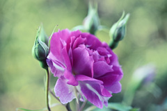 My rose 2