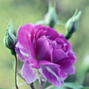 My rose 2