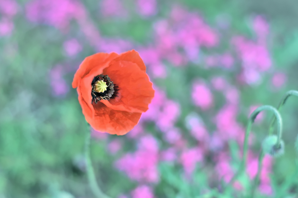 ナガミヒナゲシ