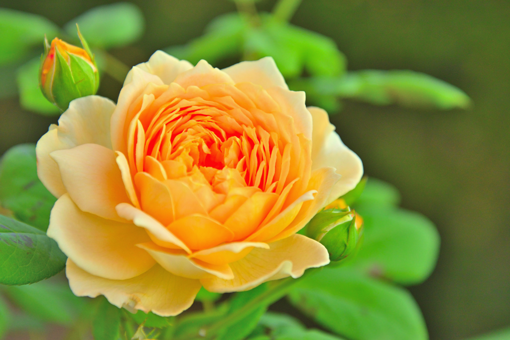 咲き進むバラたち 42