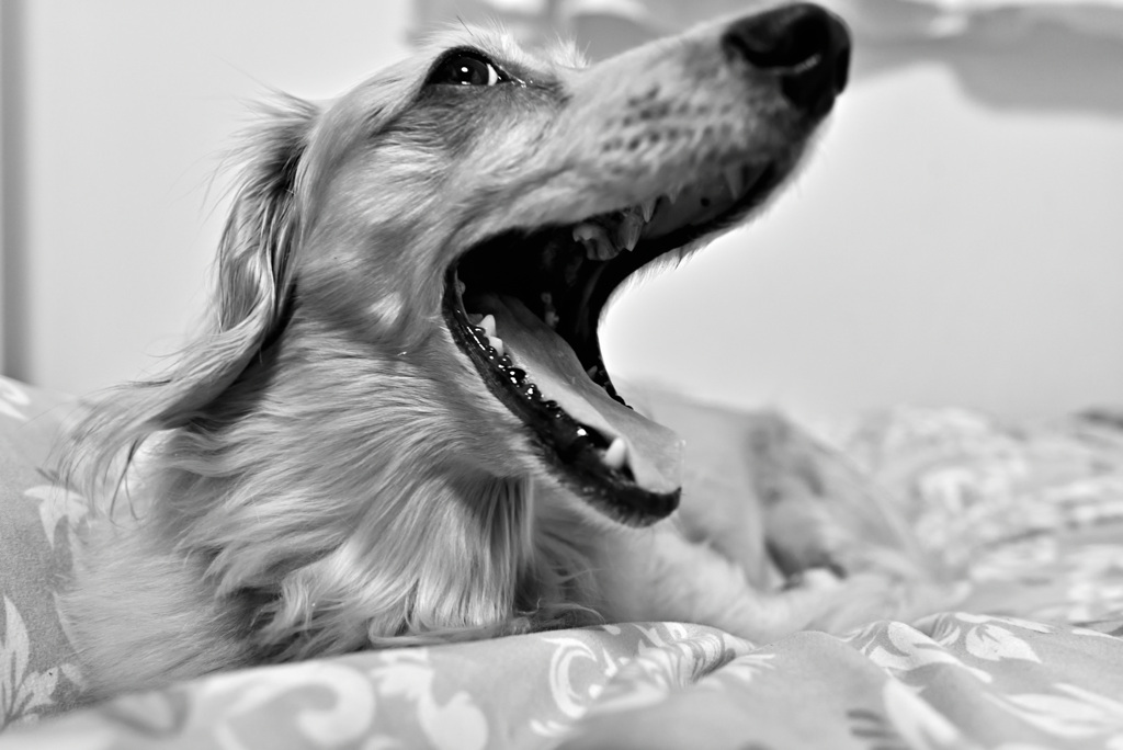 日曜日はダックス