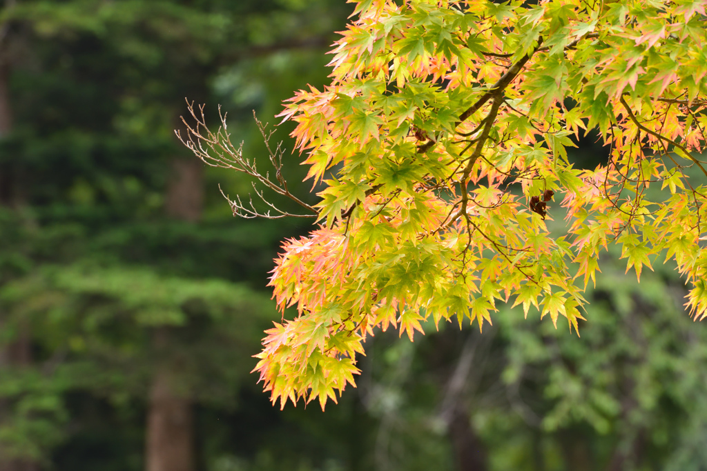 初秋のもみじ