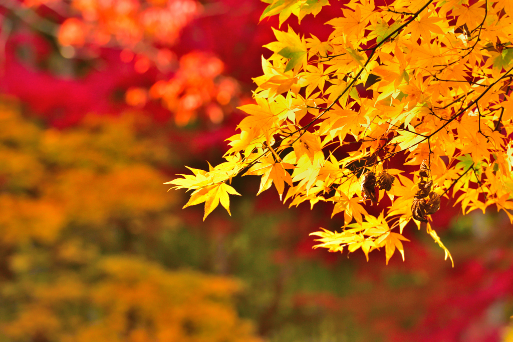 秋のカラー見本