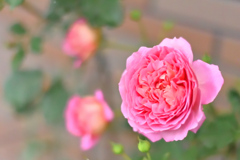 咲き進むバラたち ⑮