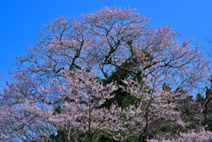 鳴子温泉の山桜