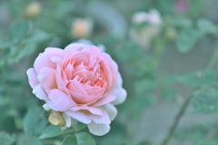 咲き進む秋バラたち 24